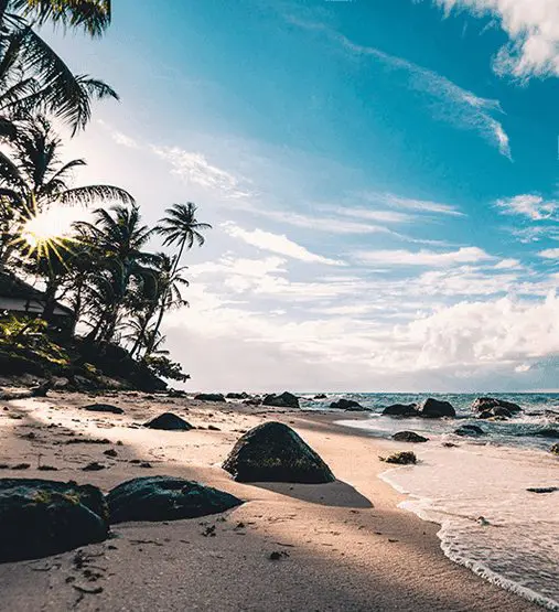 A beach with palm trees and rocks on the shore.